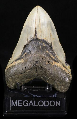Huge, Megalodon Tooth - North Carolina #40245